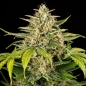 Preview: Cookies Gelato Seeds Auto (Autoflower Indica)